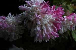 CHRYSANTHEMUM-24 (10)